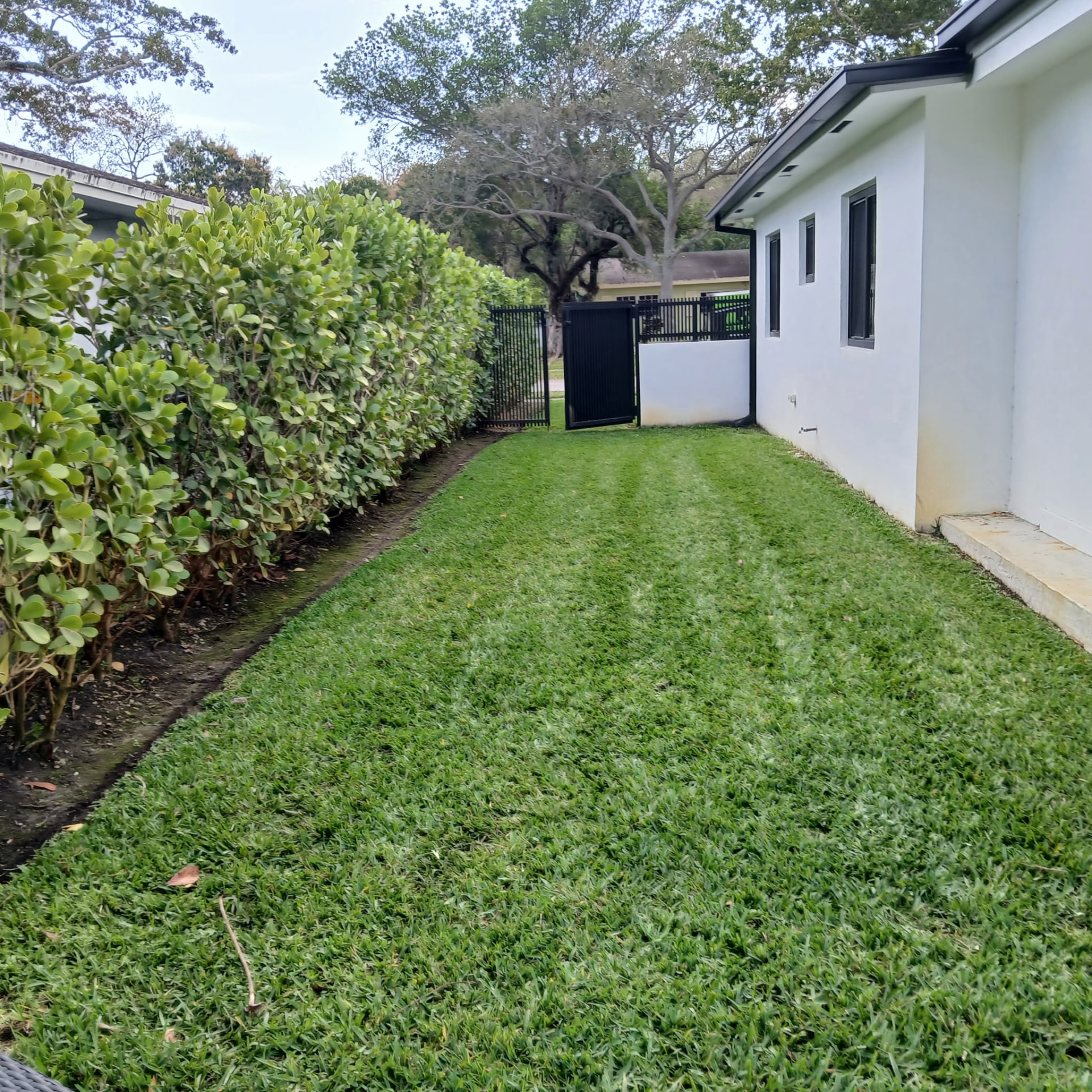 Mowed with clean stripes and edged hedge