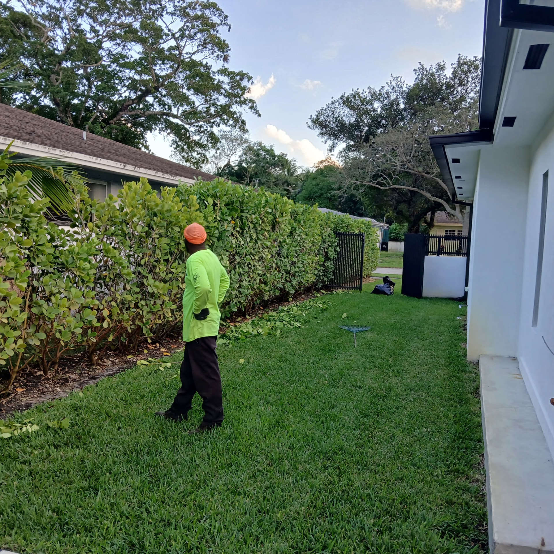 Hedge trimming and cleanup
