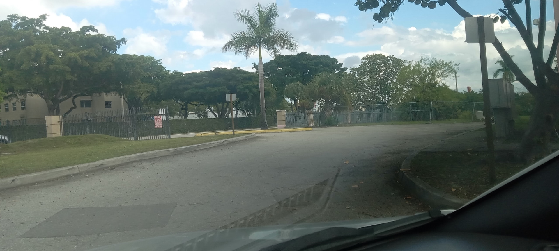 Street-side hedge and palm