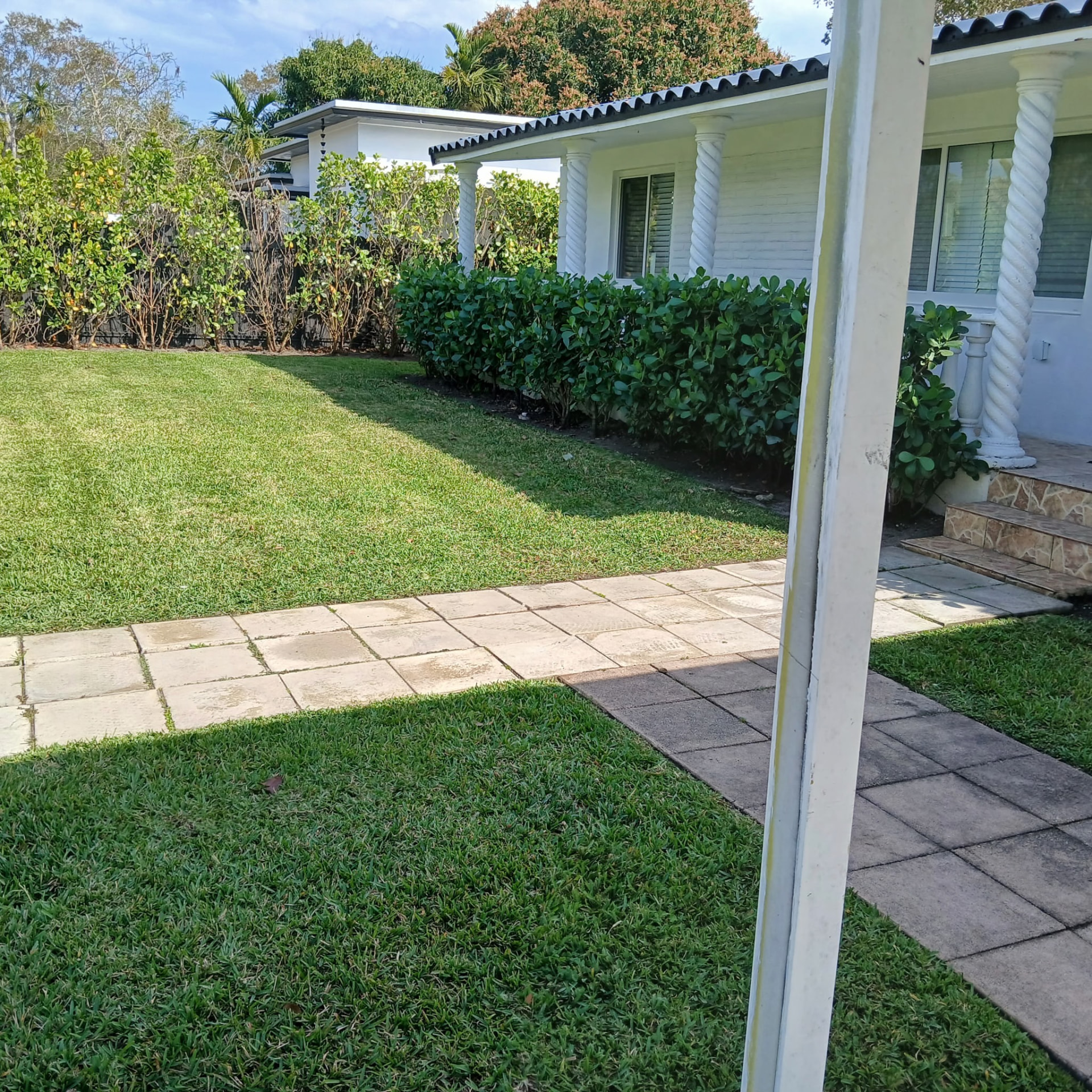 Tall hedge row shaped neat